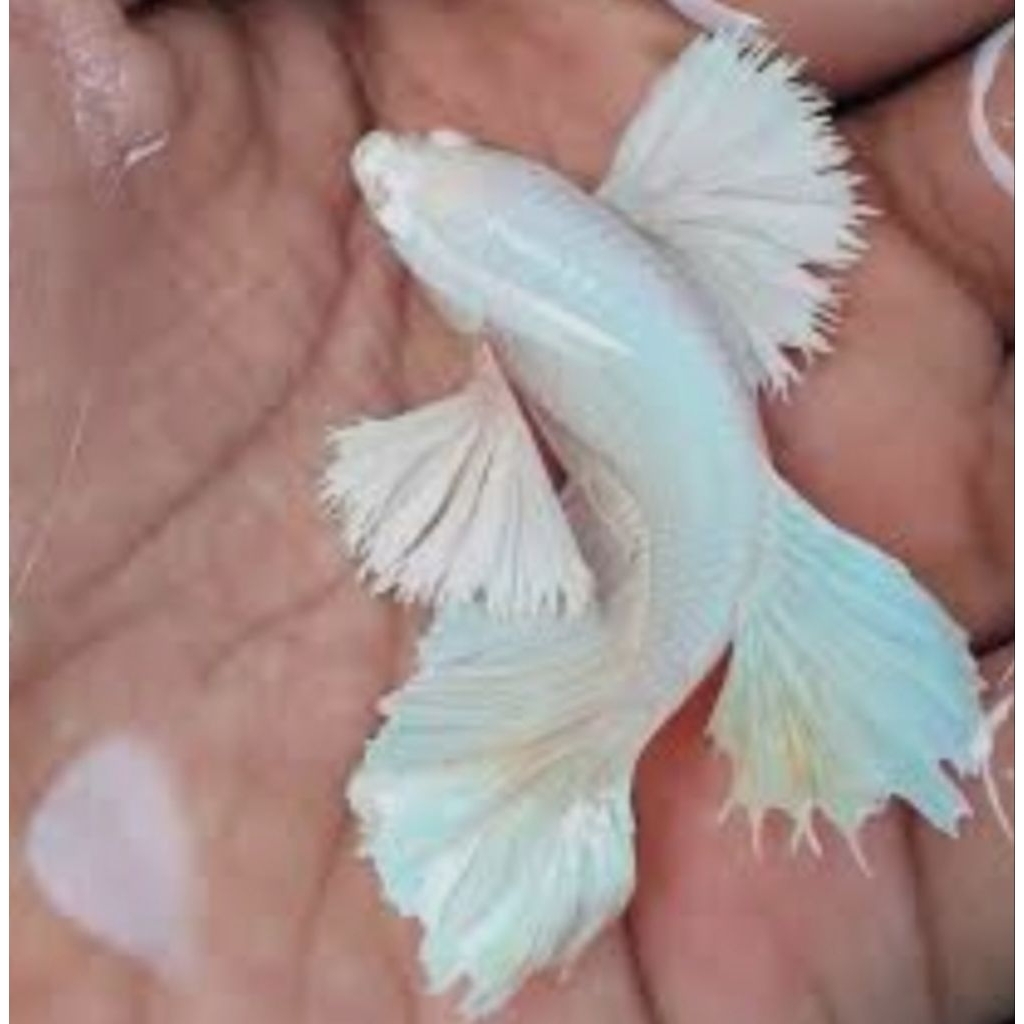 ikan cupang dumbo ear super betina