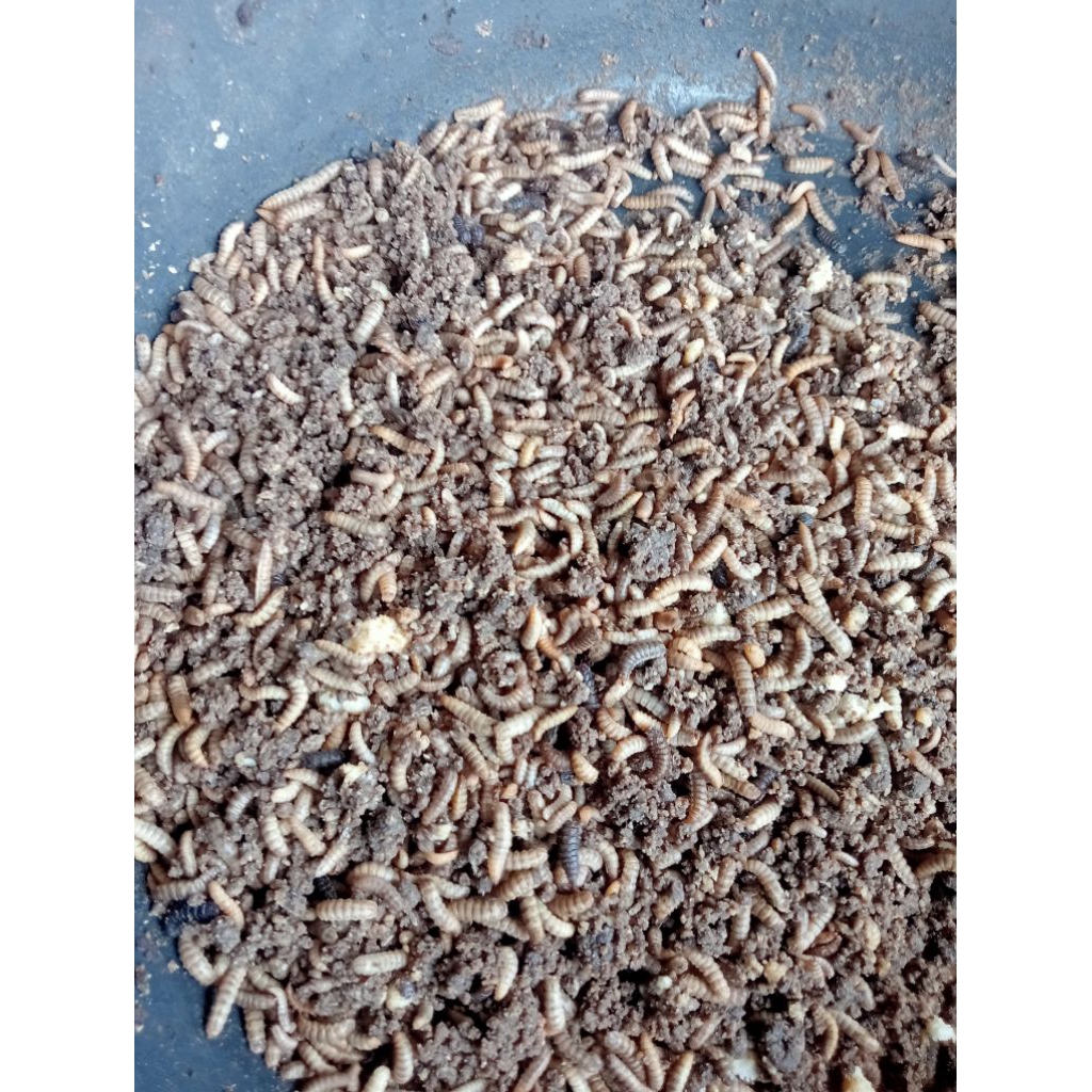 Maggot Larva Lalat BSF 500gram Greade A