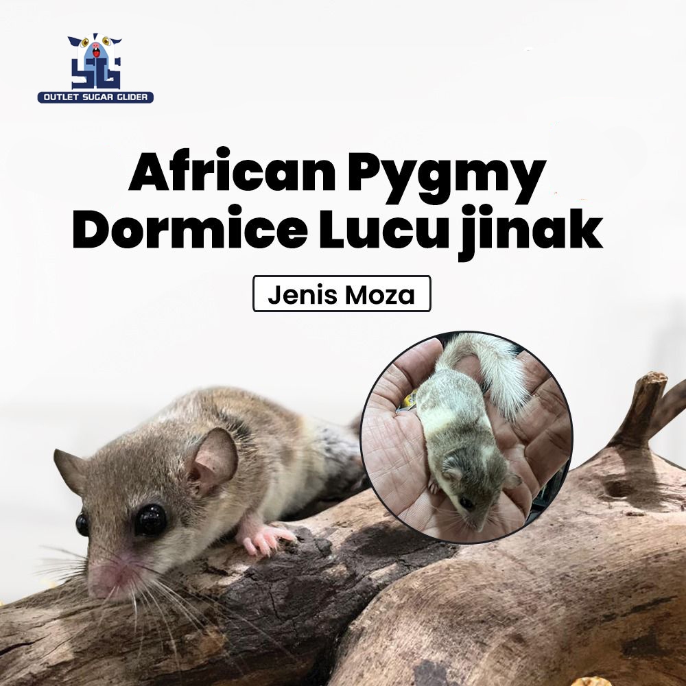 African Pygmy Dormice Lucu jinak  / Dormice Jenis Moza / Tupai Micro