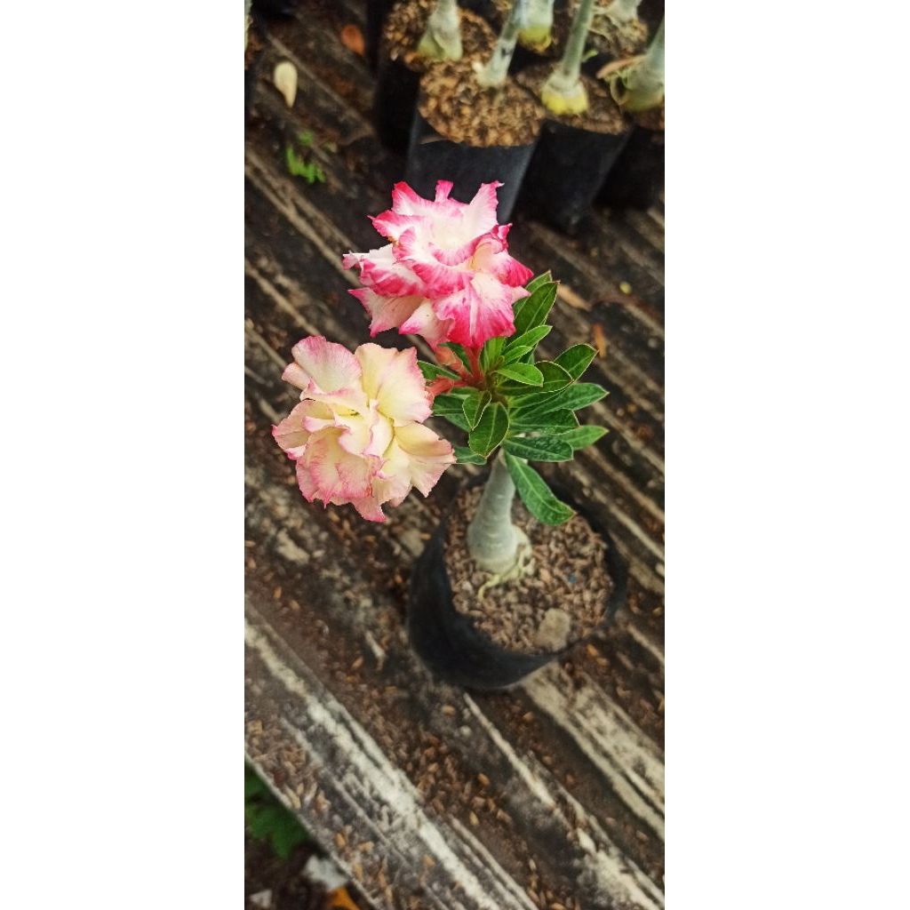 Adenium ID Tweety Sudah Berbunga Bunga Tumpuk