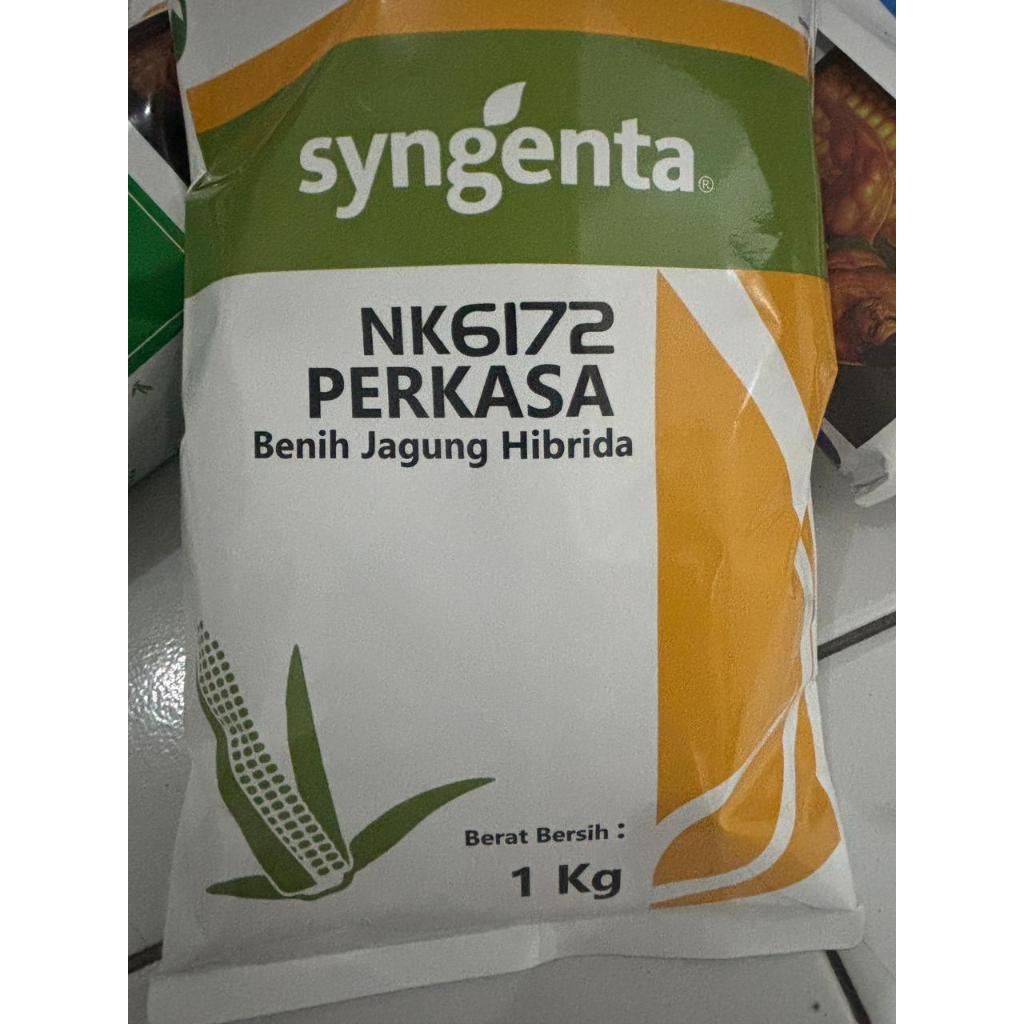 benih jagung NK perkasa 6172 #bibit jagung #benih perkasa #jagung perkasa#NK perkasa 6172