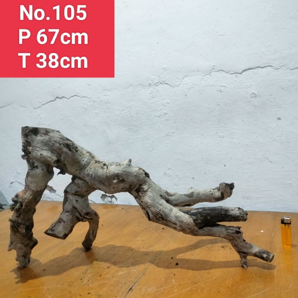 kayu Santigi laut akar santigi laut dekorasi aquascape aquarium 105