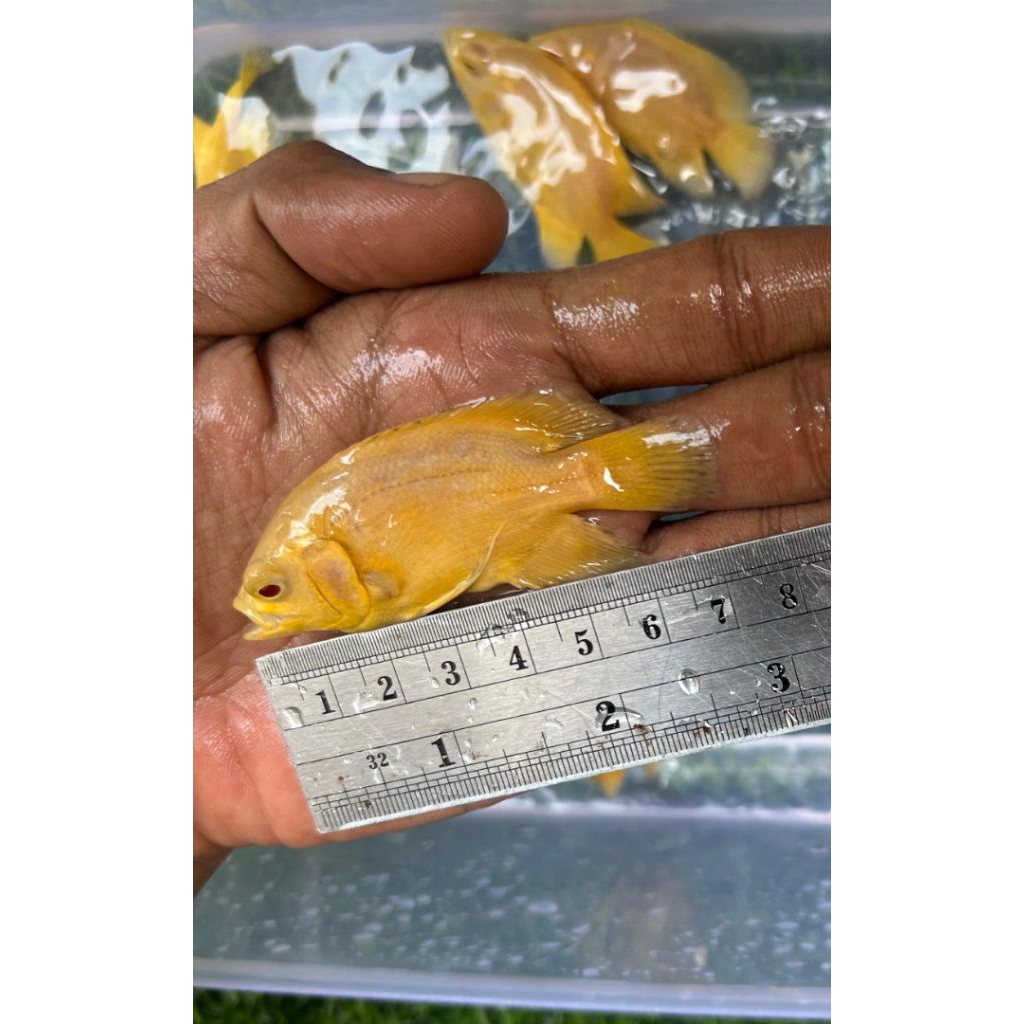 Oscar Lemon | Oscar berkualitas | Oscar Leopard | hiasan aquarium