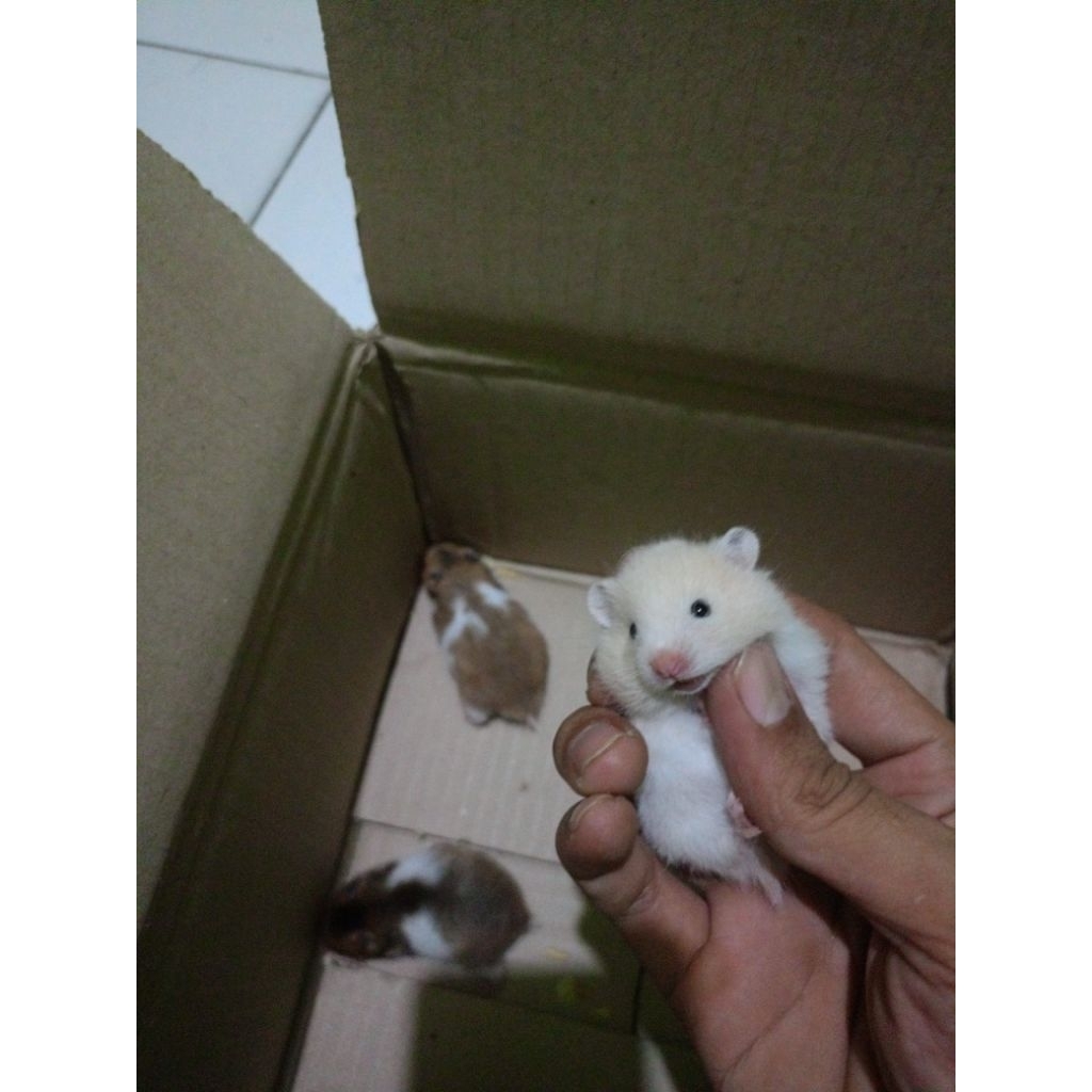 hamster syrian jinak gemoy lucu longhair | Shorthair