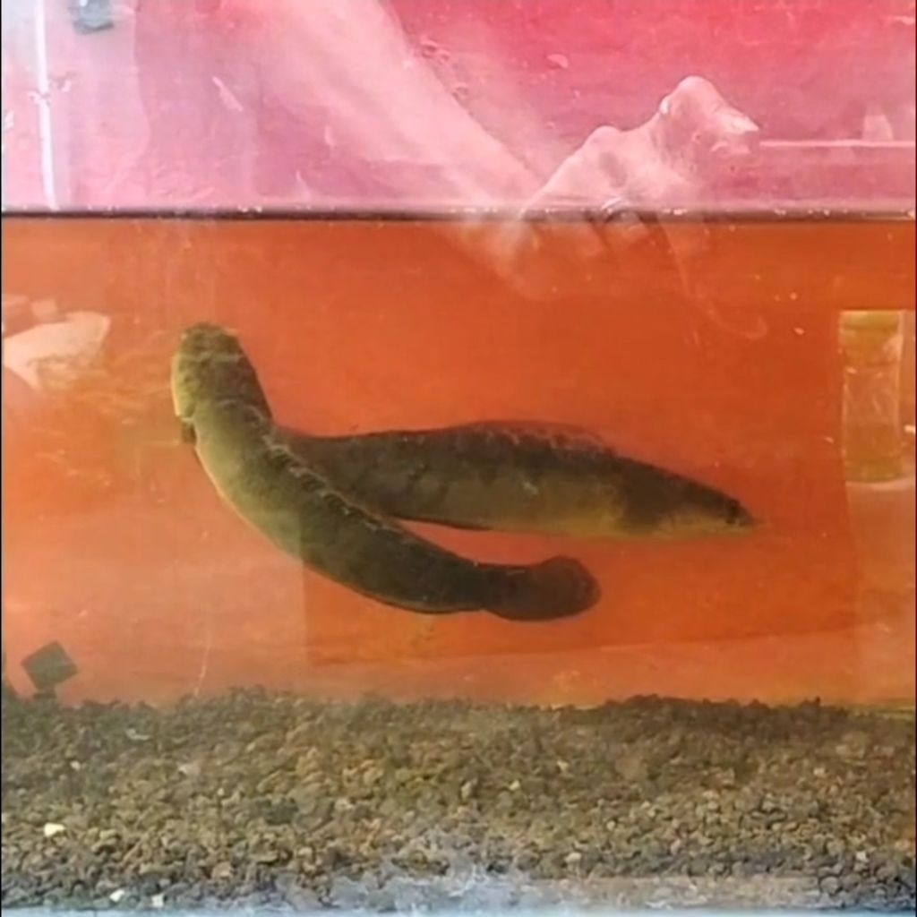 Chana Red Barito Batik simet/19-20cm