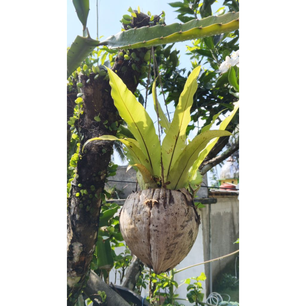 pot gantung alami cangkang buah kelapa