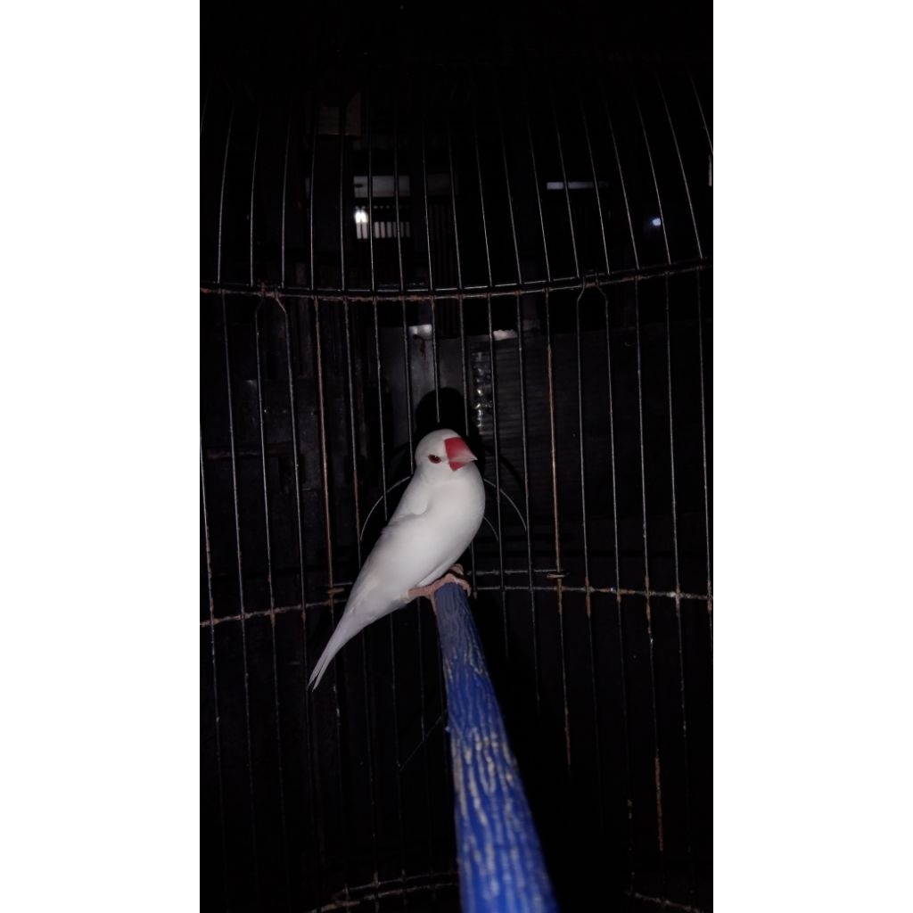 gelatik belong sepasang