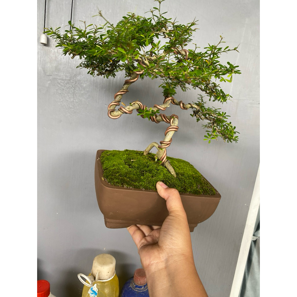 bonsai saeng simbur Micro Vietnam