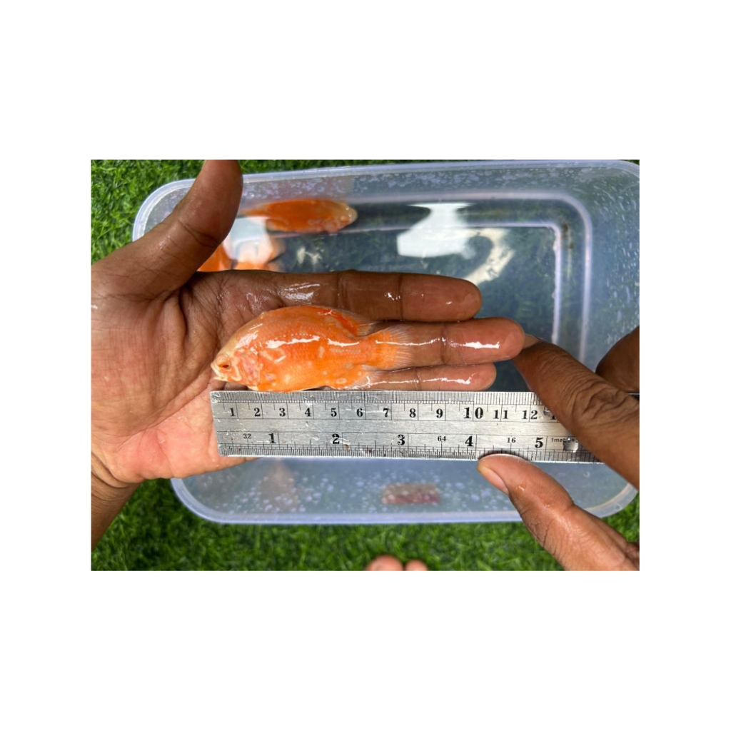 Oscar Nemo albino | Oscar leopard | Oscar Tiger albino | Nemo slayer | hias oscar BERKUALITAS