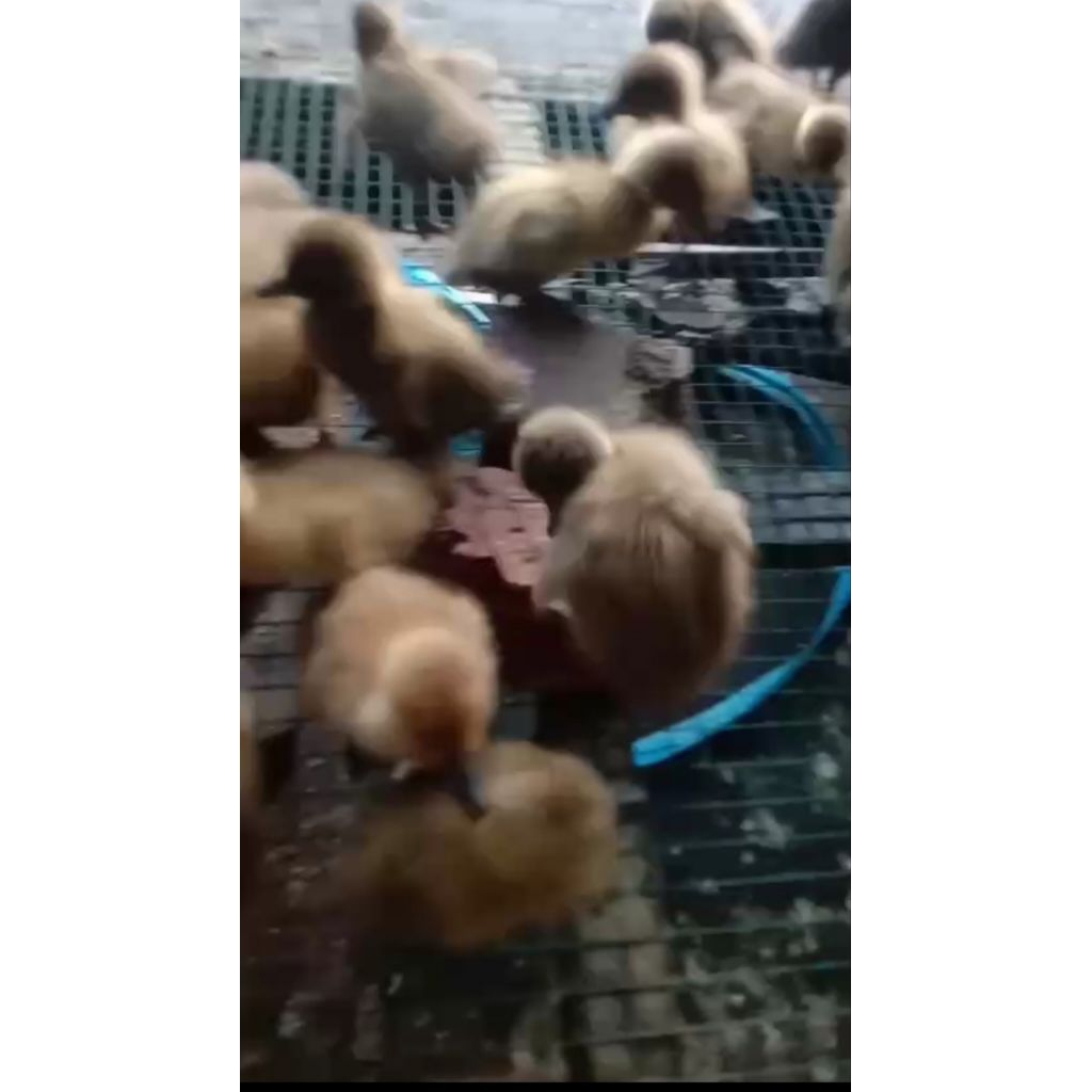 dod hibrida hitam/coklat