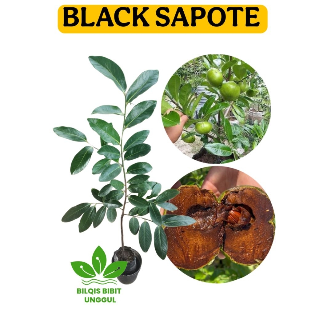 BIBIT BUAH BLACK SAPOTE