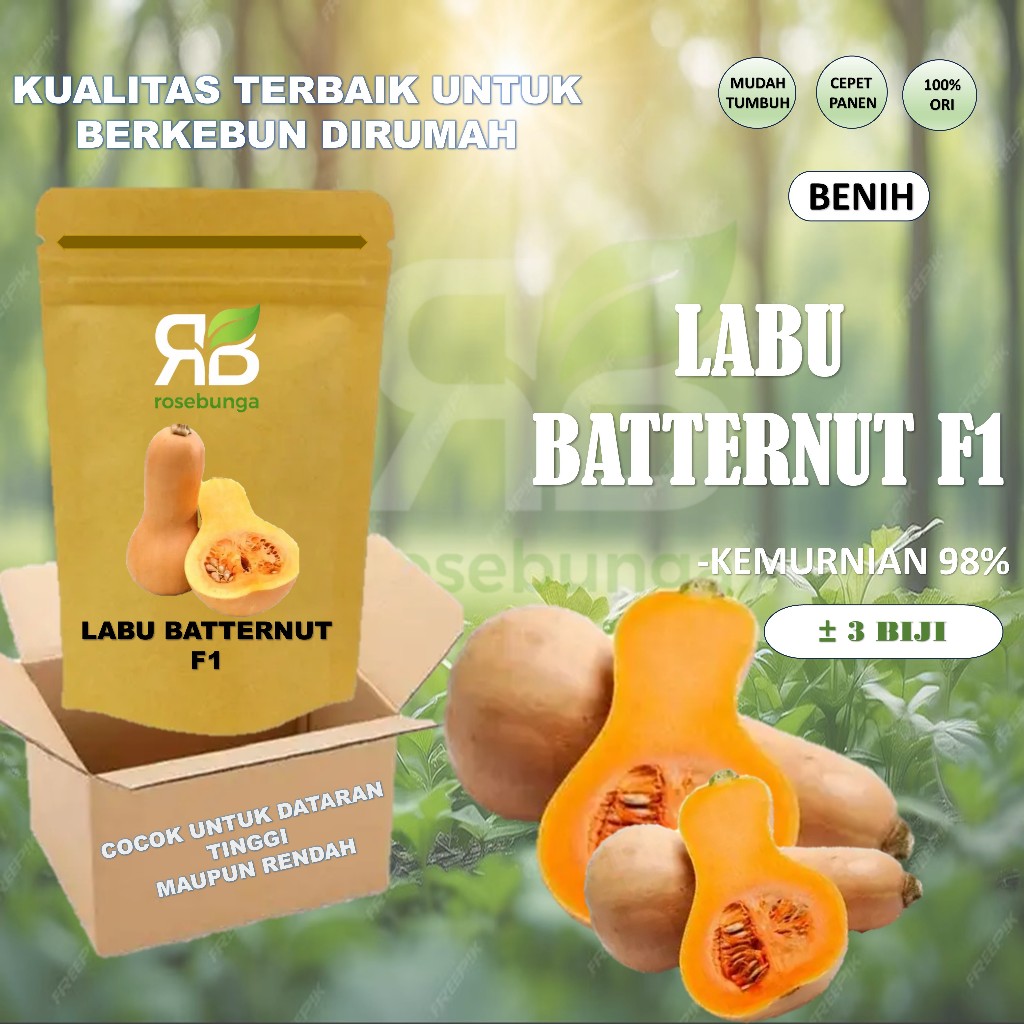 Benih 3 biji Labu madu butternut varietas Jacqueline F1 import -rsb1990