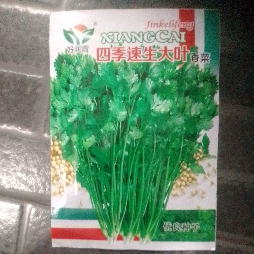 Benih Jinkelifeng Seledri import
