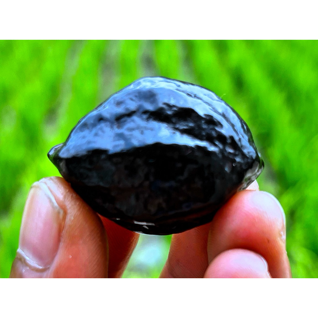 muncang kemiri aduan jenis jawaan si bentar