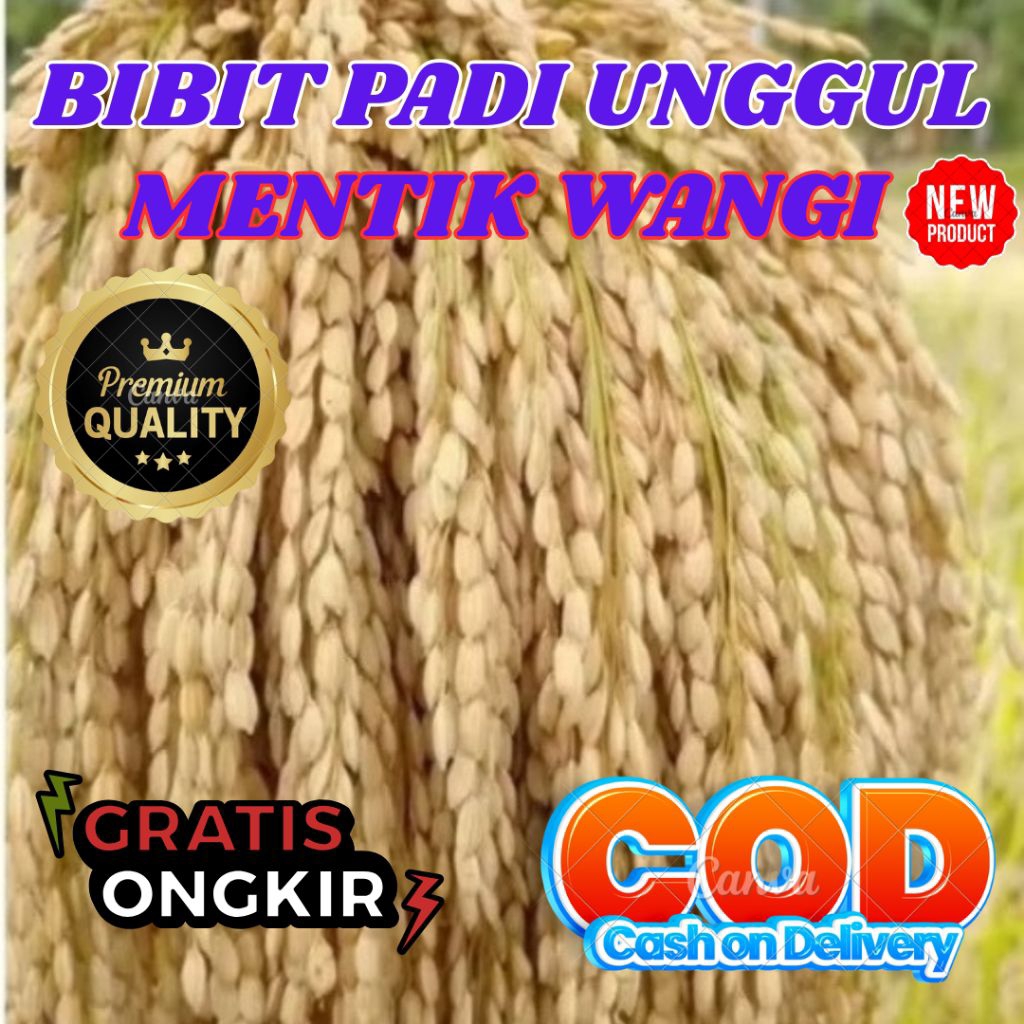 BIBIT PADI UNGGUL MENTIK WANGI VARIETAS SUPER PADI LOKAL BERAROMA WANGI ORIGINAL 100% KEMASAN 10 KIL