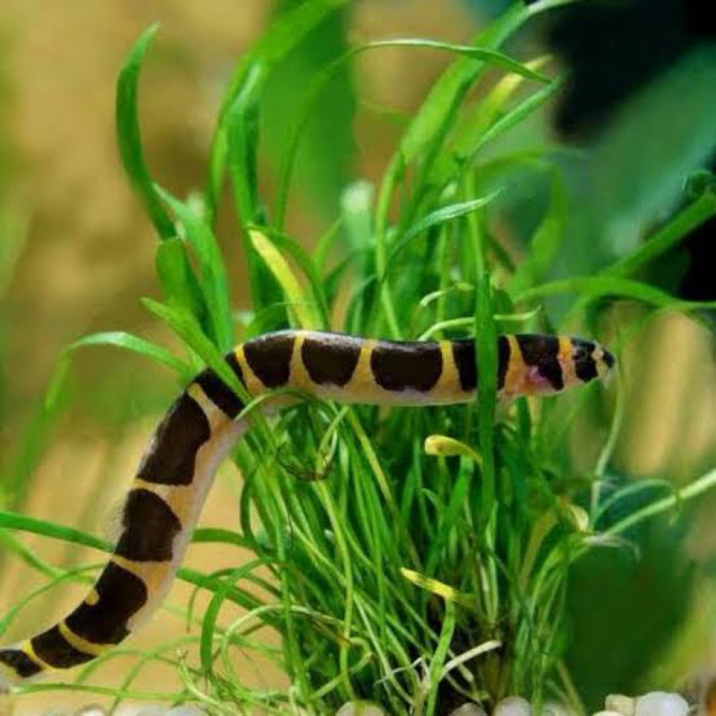 Ikan Hias Kuhli Loach / Pangio Golden Black eel Aquascape HANYA INSTANT