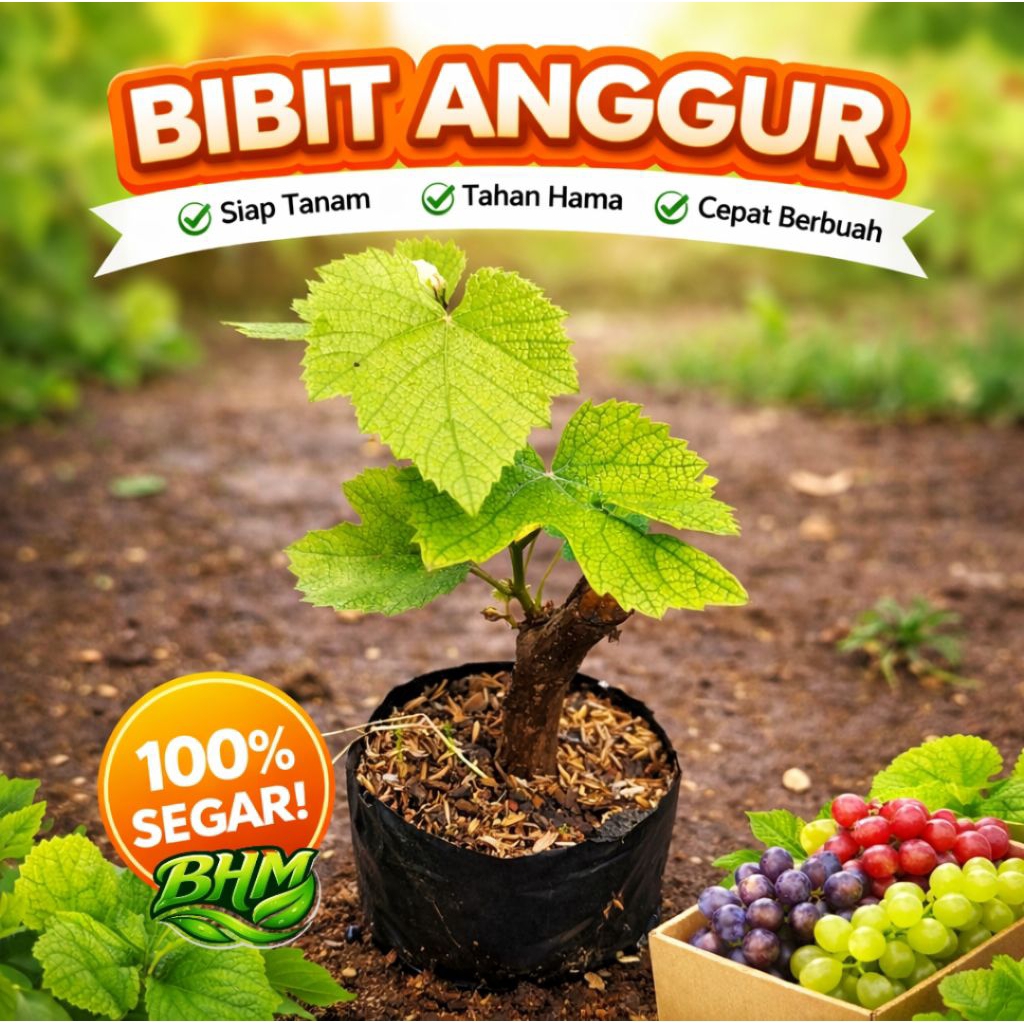Bibit anggur Isabella tanaman anggur lokal bibit tanaman anggur lokal Isabella