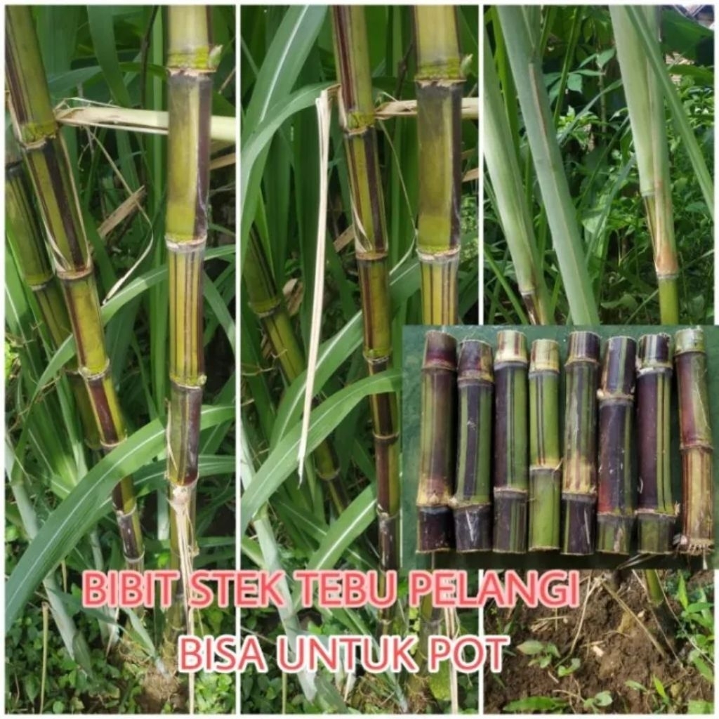 Bibit Stek Tebu Pelangi