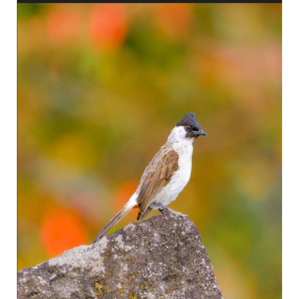 burung kutilang Jawa figter jantan sudah bunyi COD