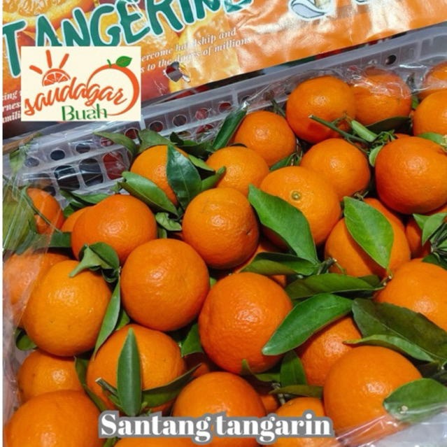 buah jeruk santang madu tangarine dan santang daun manis grosir kranjangan