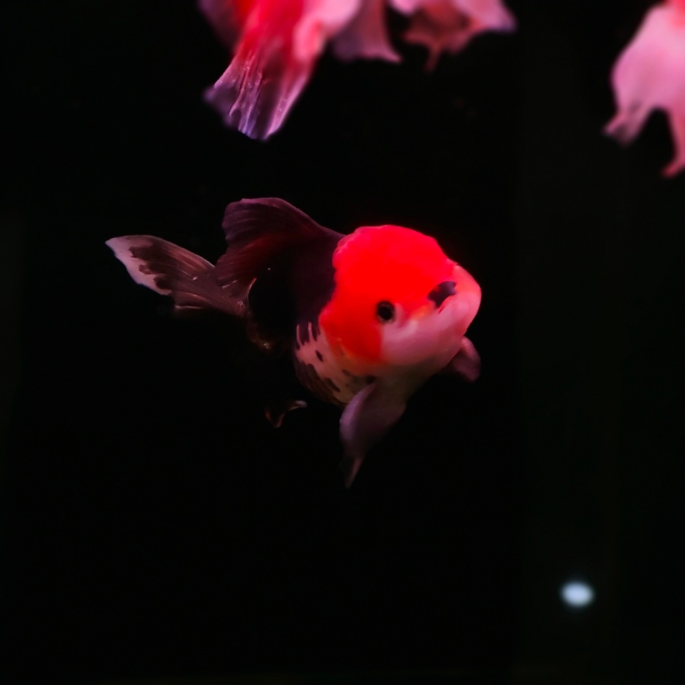 ikan mas koki panda 3c jantan indukan jago size 4jari