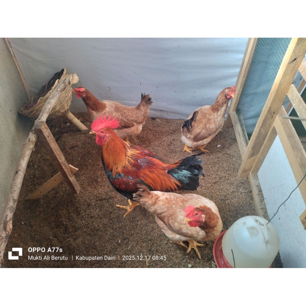 Ayam Kampung Pedaging