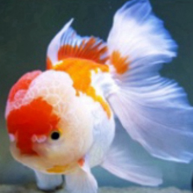 Ikan koki oranda jambul /Sehat lincah dan berkwalitas