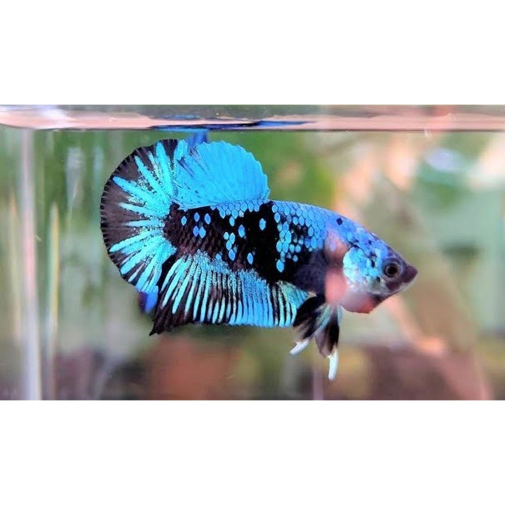 cupang avatar betina gordon size M black blue bahan mutasi