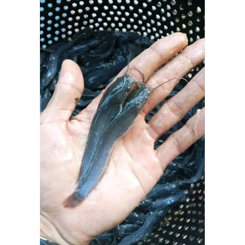 Bibit Lele Sangkuriang Ukuran 5-7 cm, Hidup Segar, Siap Budidaya