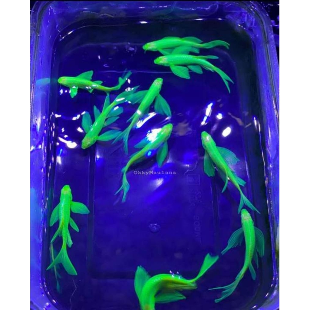 IKAN DANIO SLAYER HIJAU
