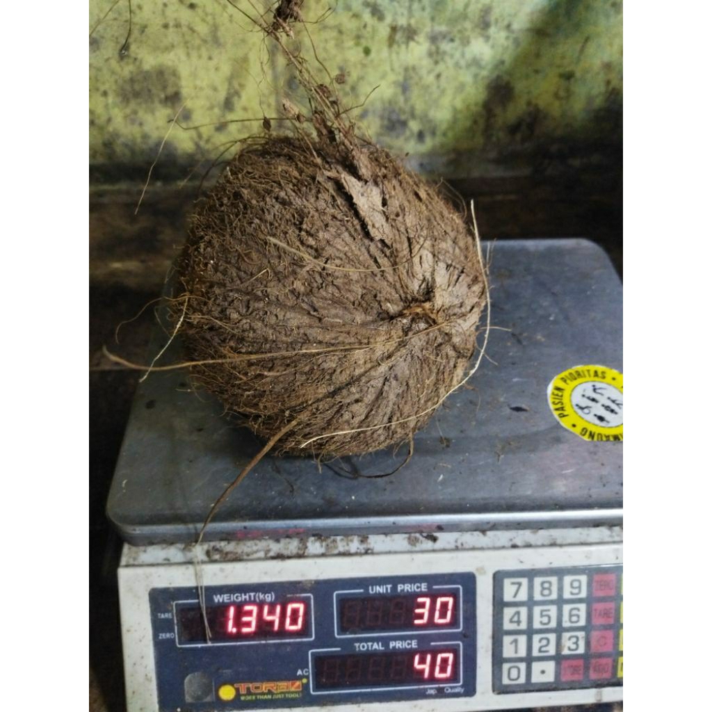 kelapa tua murah / kelapa santan.