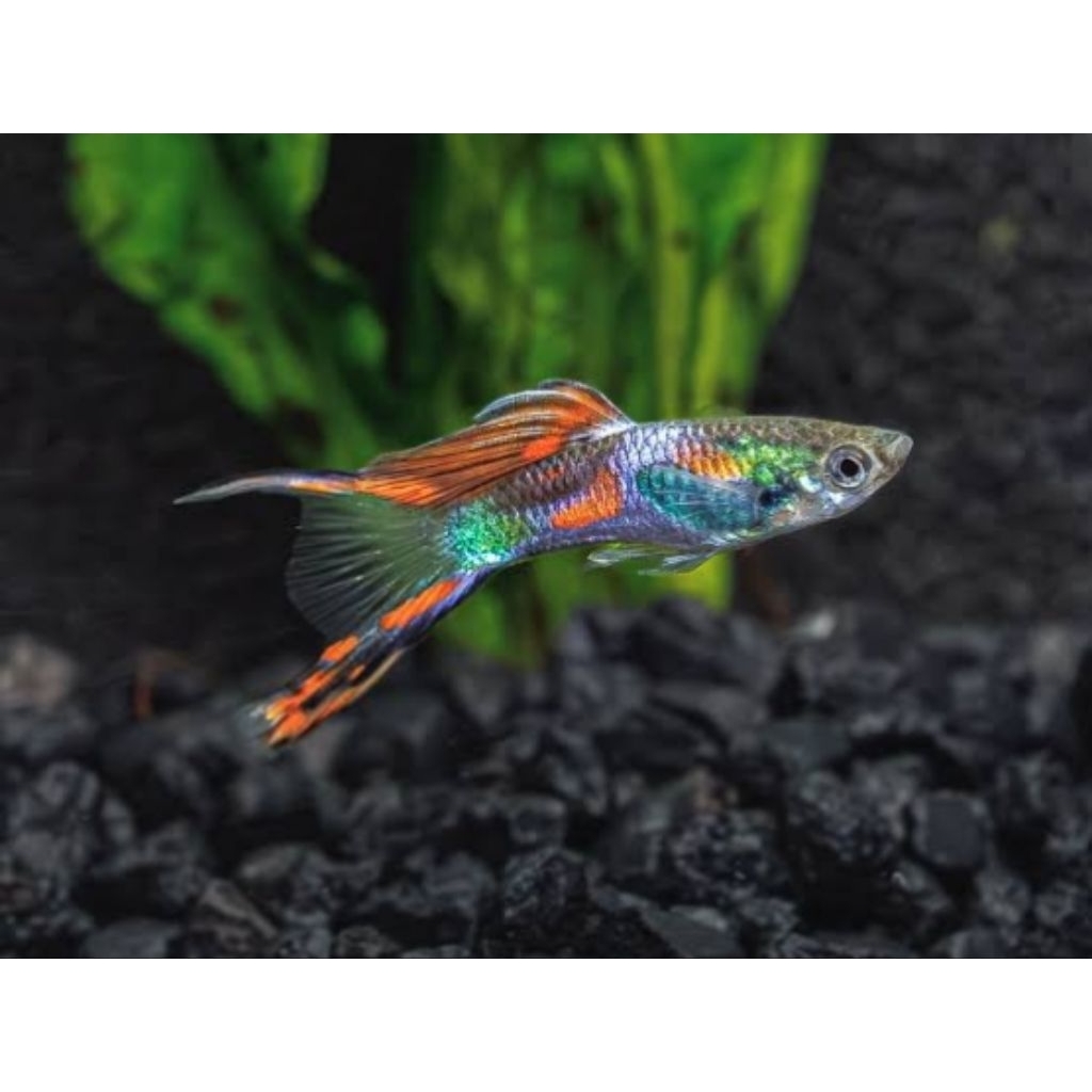 Hiasan Aquarium Double Swordtail Guppy Swordtail Tropical Fish Satu Pasang |Ikan Hias Bozz Louhan Pe