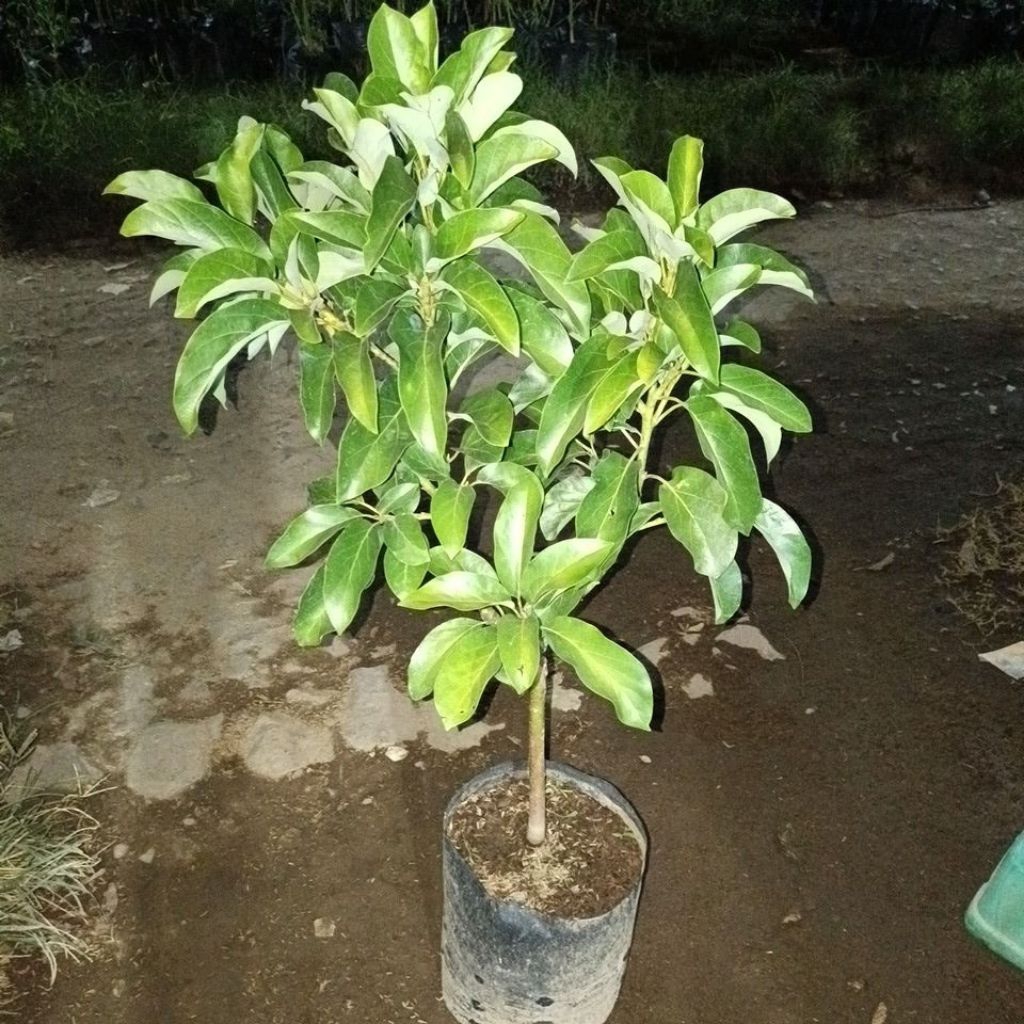 bibit alpukat Kelud super