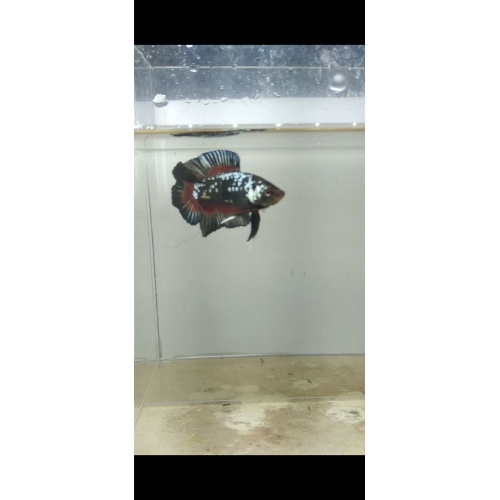 hiasan aquarium pkdt