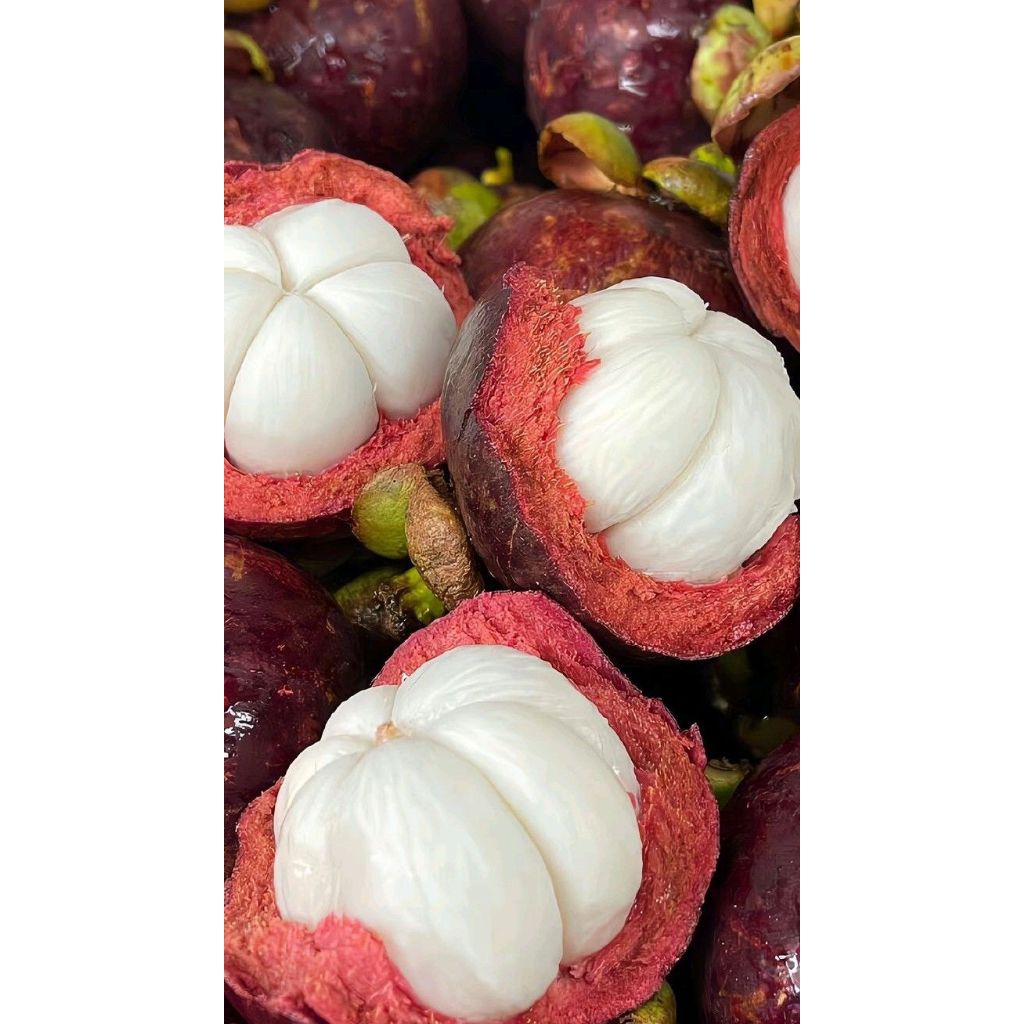 manggis chery 1kg | buah manggis