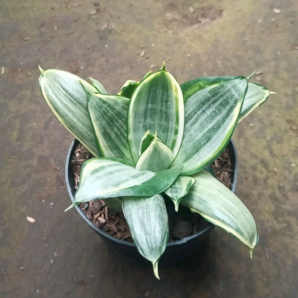 Sansevieria Hahnii Silver Frost