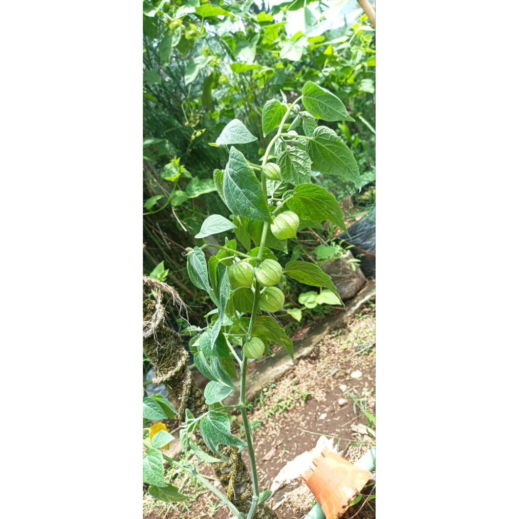 tanaman ciplukan golden berry / cecenet