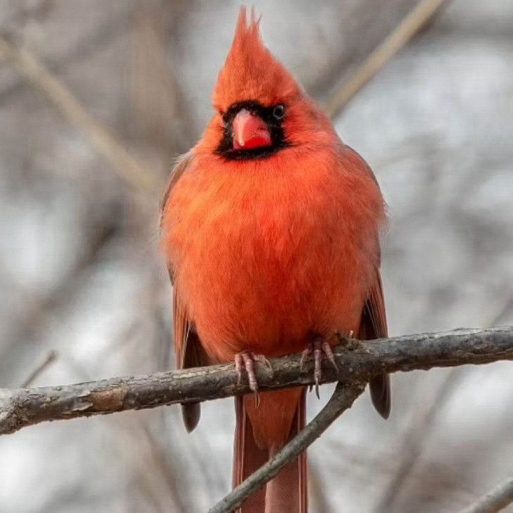 telur burung Northern Red Cardinal fertil original