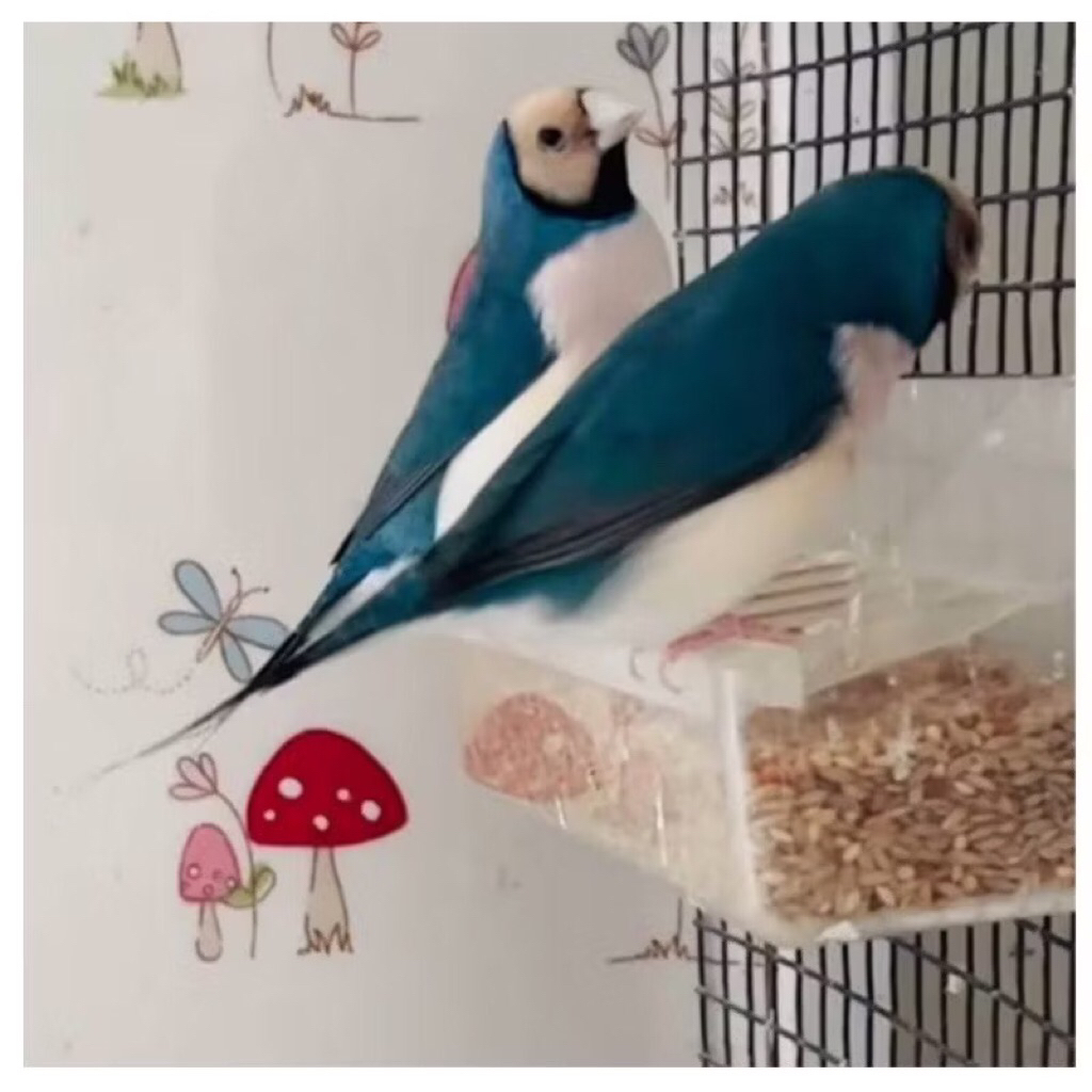 Gould Amadine BIRU Pasangan Siap Breeding