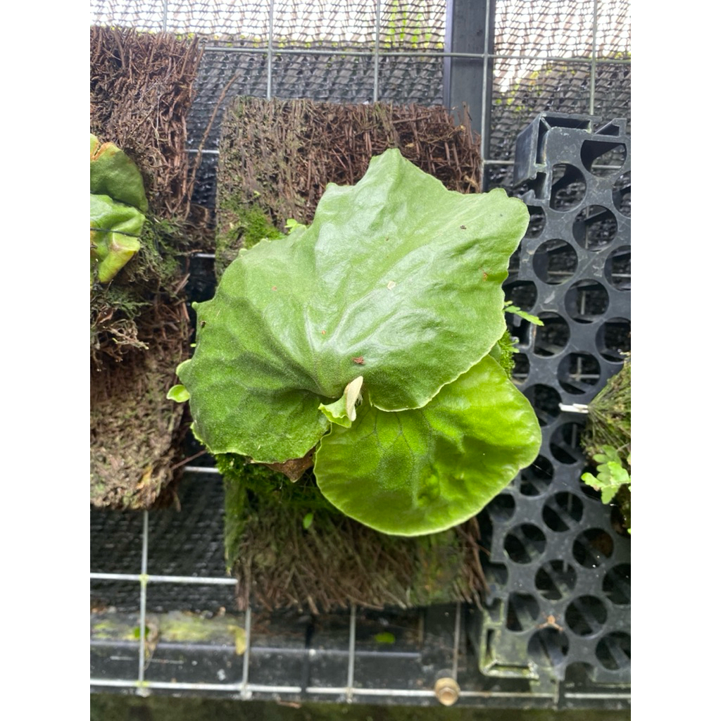 platycerium erawan rawatan