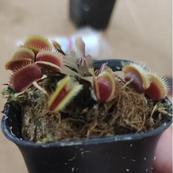 Tanaman Venus Flytrap 4cm - Termasuk Pot, Media, dan Garansi Kematian