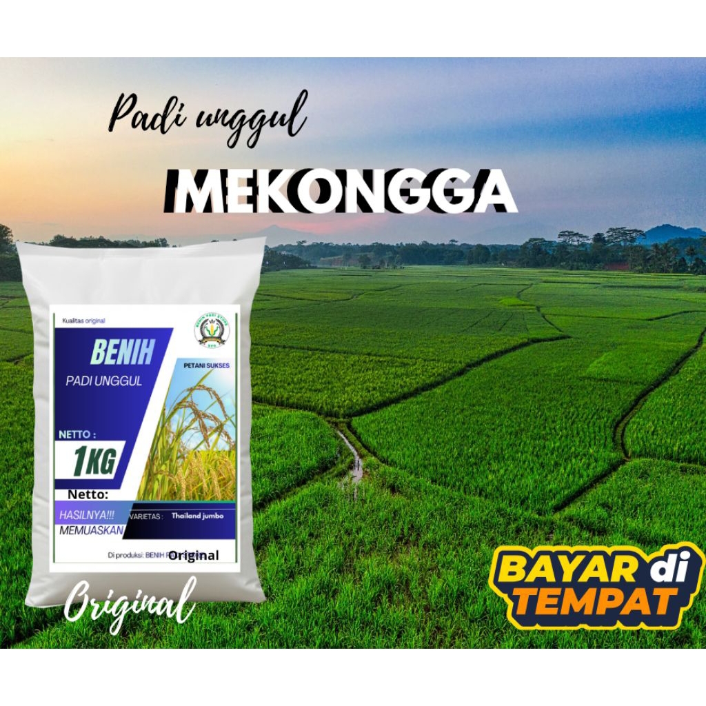 BENIH PADI MEKONGGA TERBARU KEMASAN 1KG BERKUALITAS PREMIUM ORIGINAL
