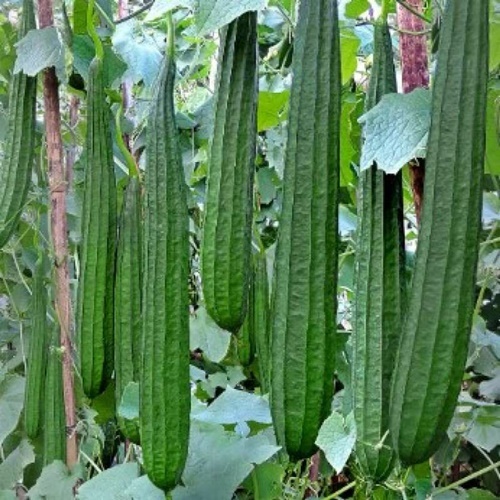 2 Benih Biji Oyong CARISSA F1