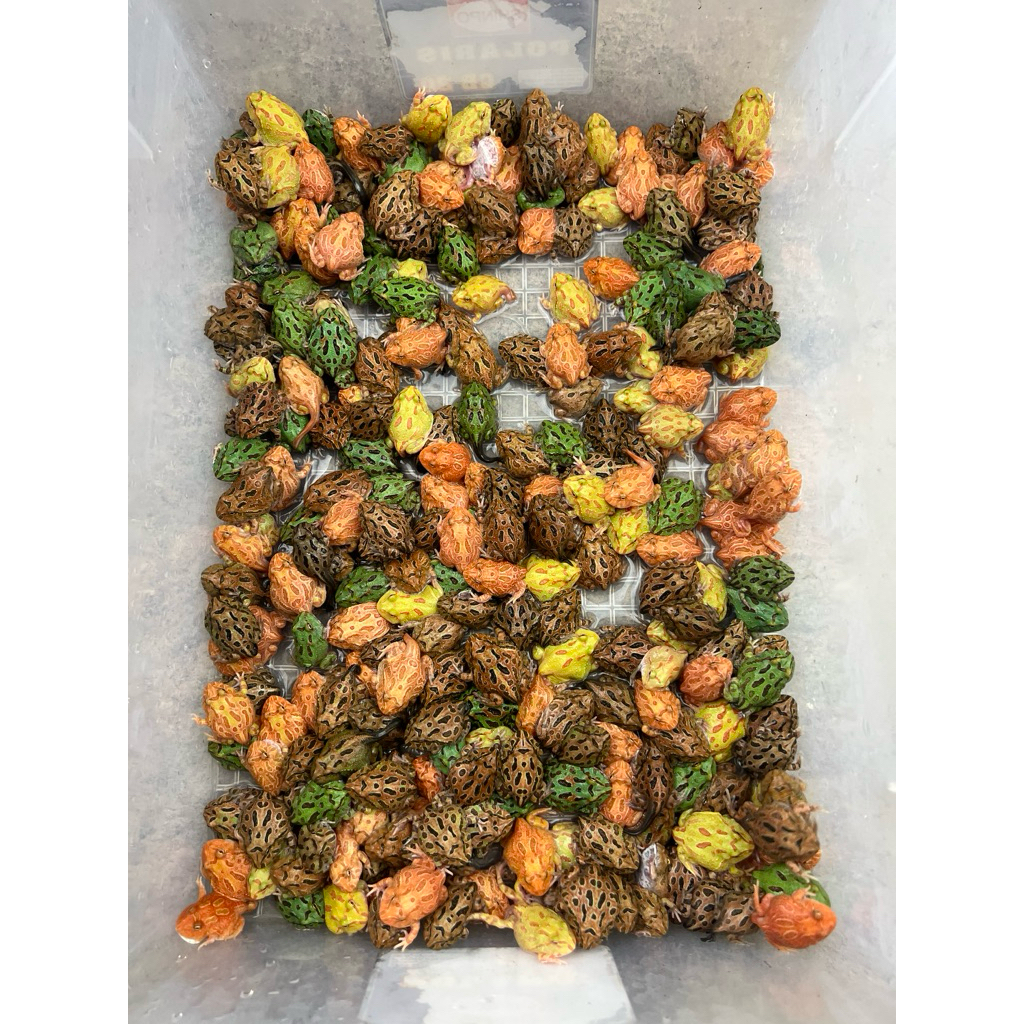 Tuy Pacman Frog Minus Jari Belakang 1-3 Jari