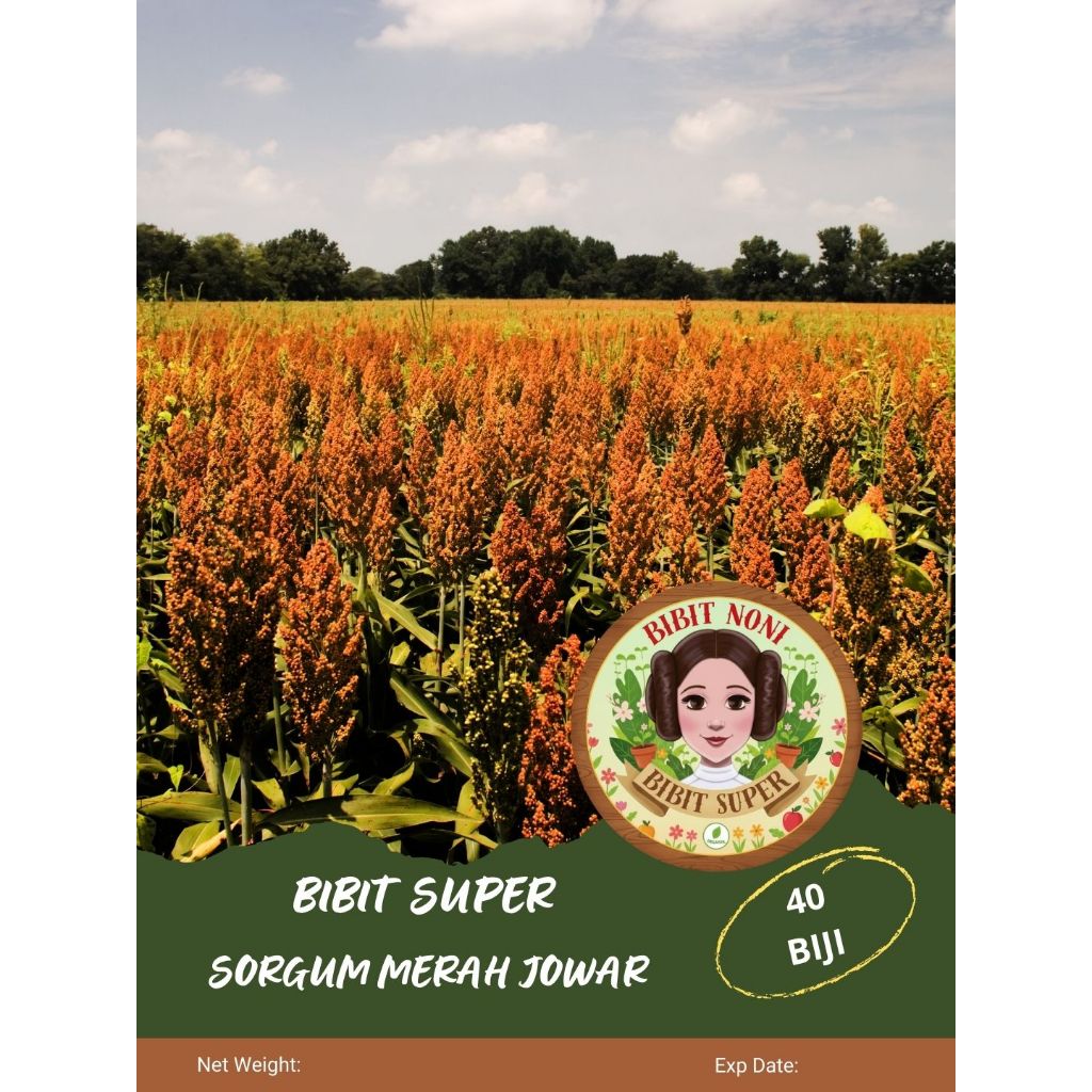 Bibit Super Sorgum Merah Jowar | Biji Benih Sorgum Merah