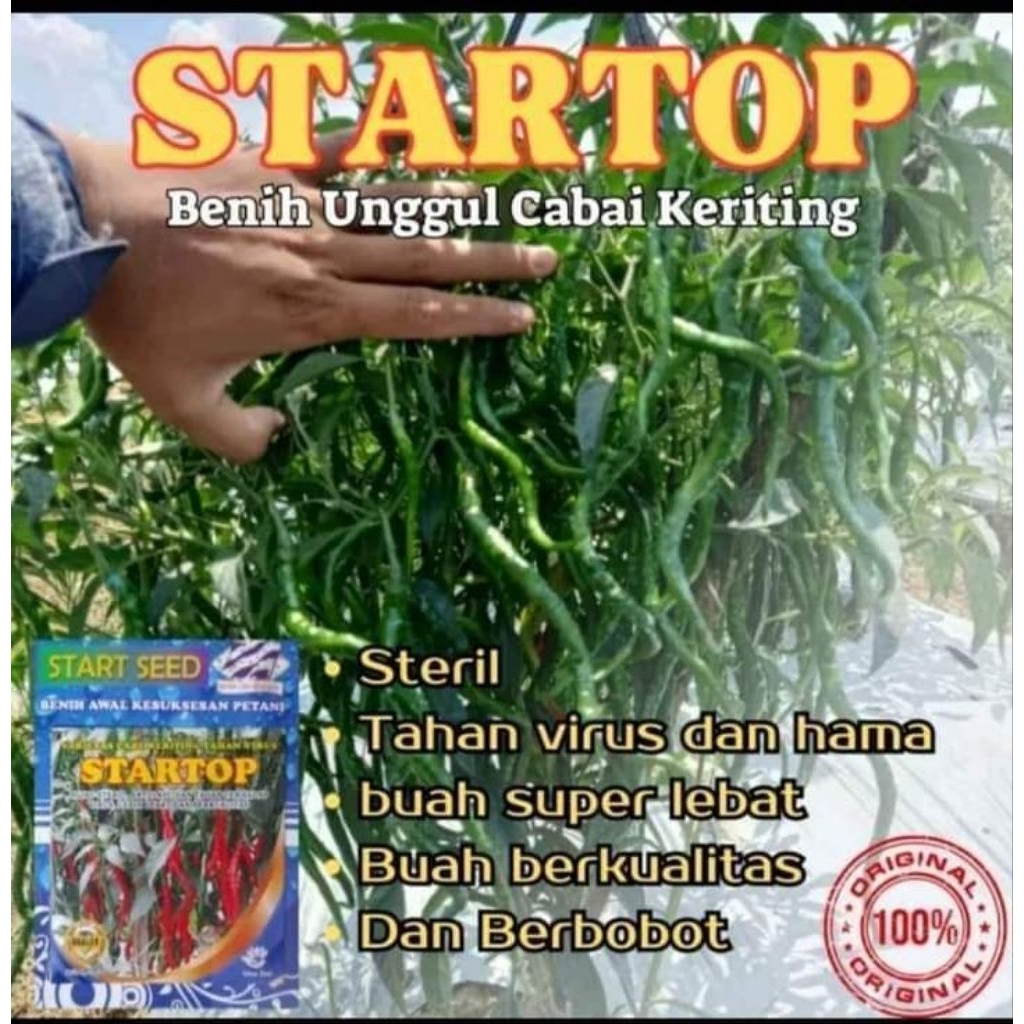 Benih Cabe Keriting STARTOP Tahan Virus| Anti layu,panen 75 hari, lebih lebat tahan Busuk