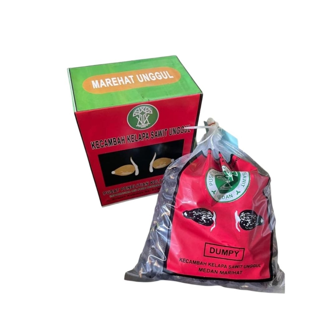 bibit benih kecambah sawit unggul MAREHAT DUMPY+bersertifikat resmi isi 250 butir