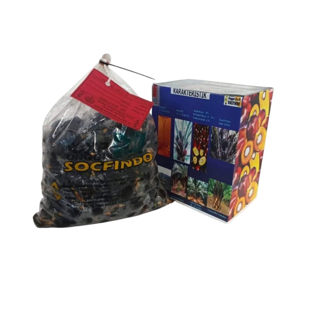 bibit benih kecambah sawit unggul SOCFINDO+Bersertifikat resmi isi 250 butir