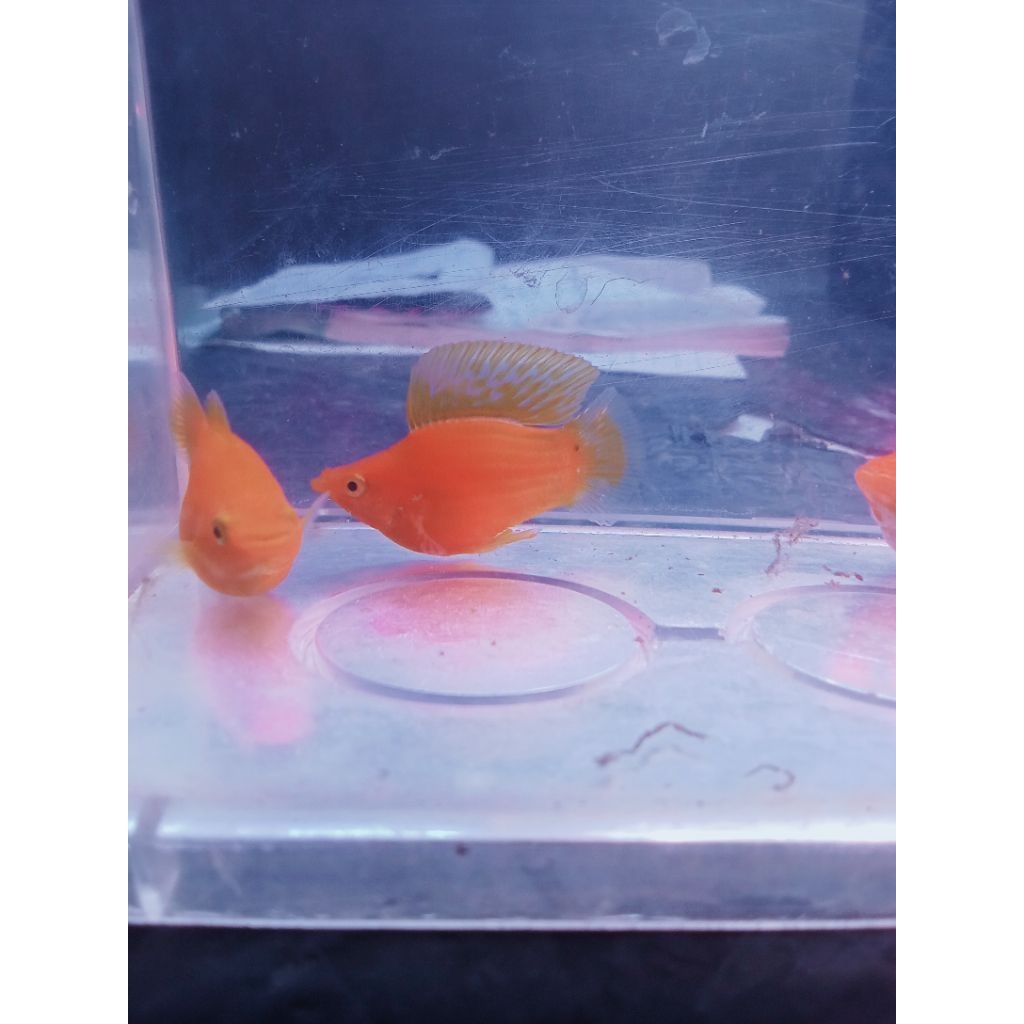 molly Sunkist roundtail highfin