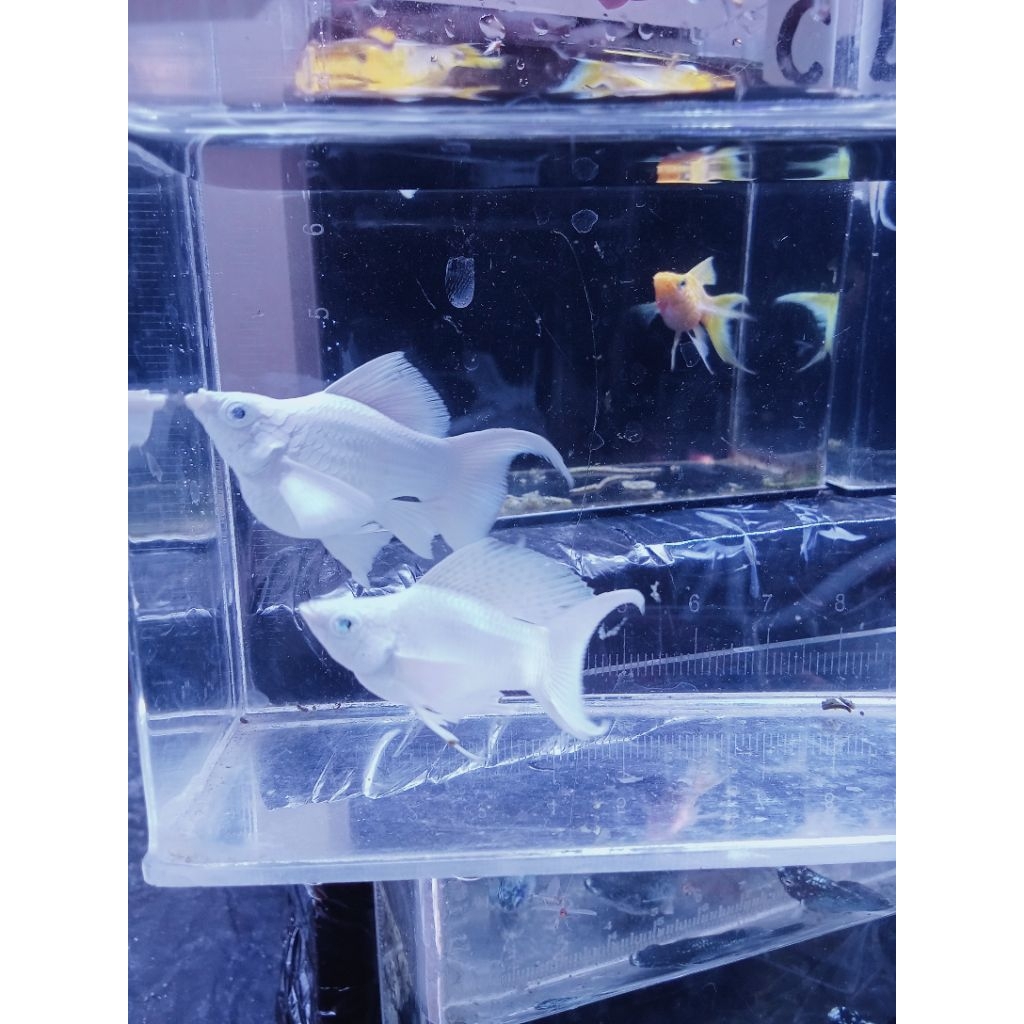 molly platinum mata biru Cawang balon